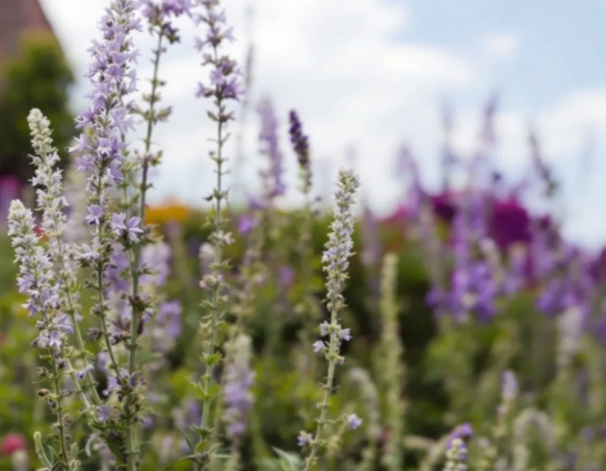 L'erreur fatale que 70% des jardiniers commettent avec leurs lavandes